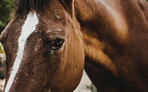 Ausschnitt des Gesichtsausdrucks eines Pferdes, das ängstlich schaut