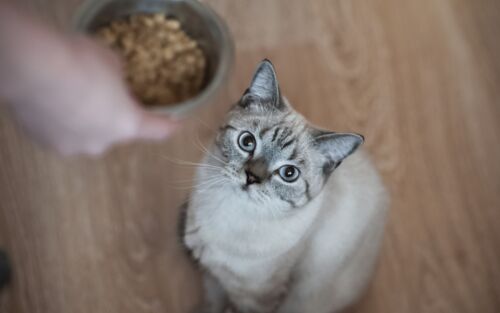 Katze bekommt Futter