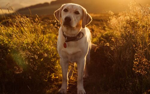 Labrador Retriever im Sonnenlicht