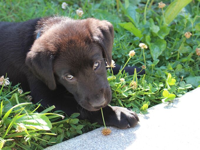 Labrador Welpe