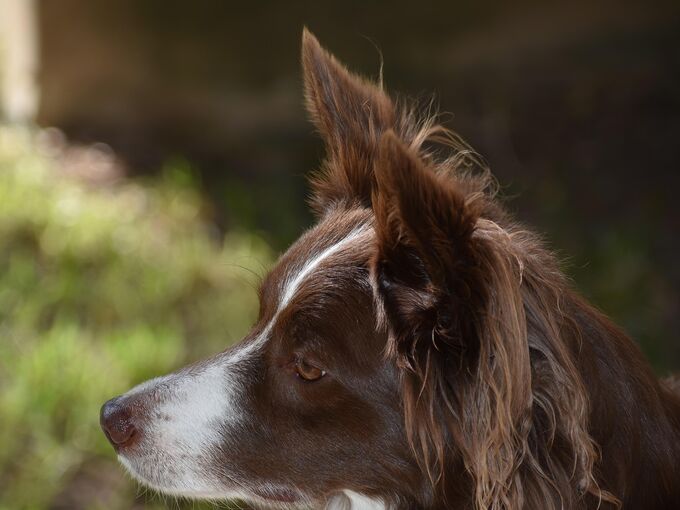 Border Collie