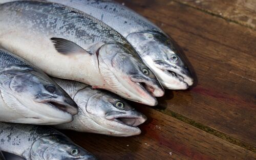 Toter Lachs bereit für den Verzehr