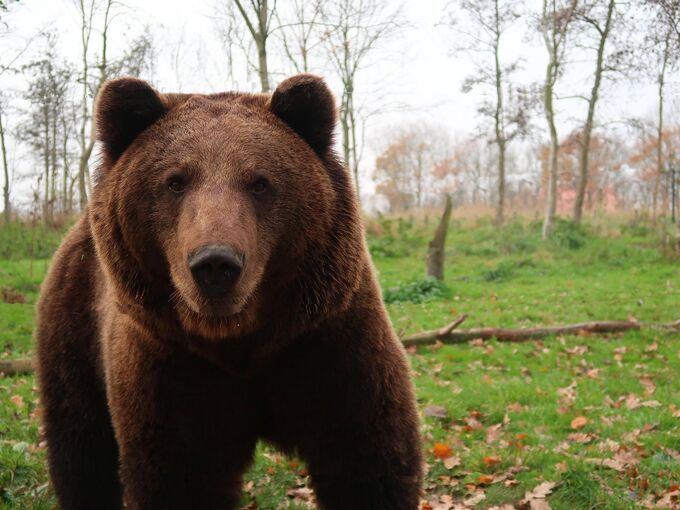 Braunbär