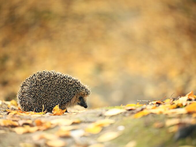 Igel