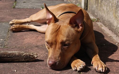 Staffordshire Terrier