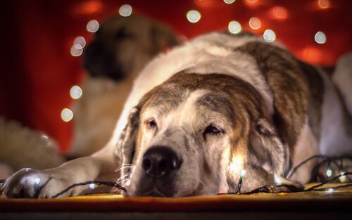 Schlafender Hund vor einem Weihnachtsbaum