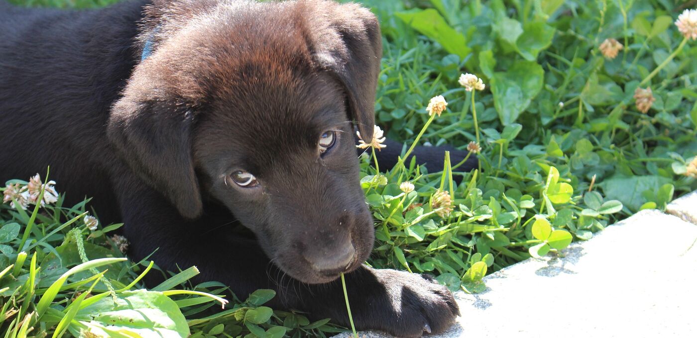 Labrador Welpe