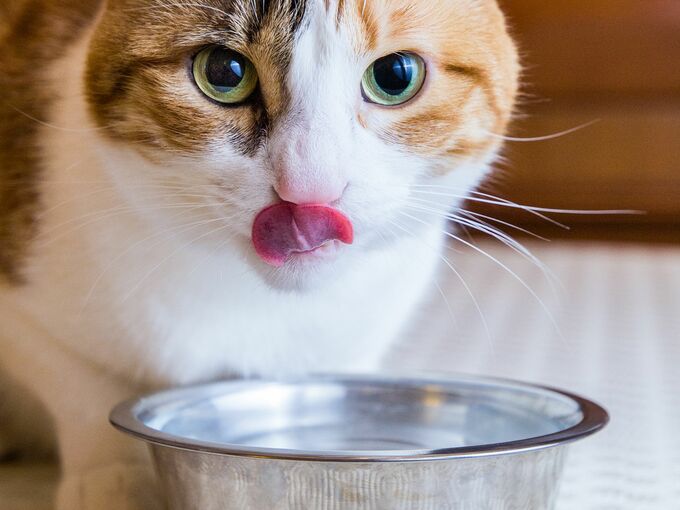 Katze schaut in die Kamera und ist dabei über einen Edelstahl-Wassernapf gebeugt