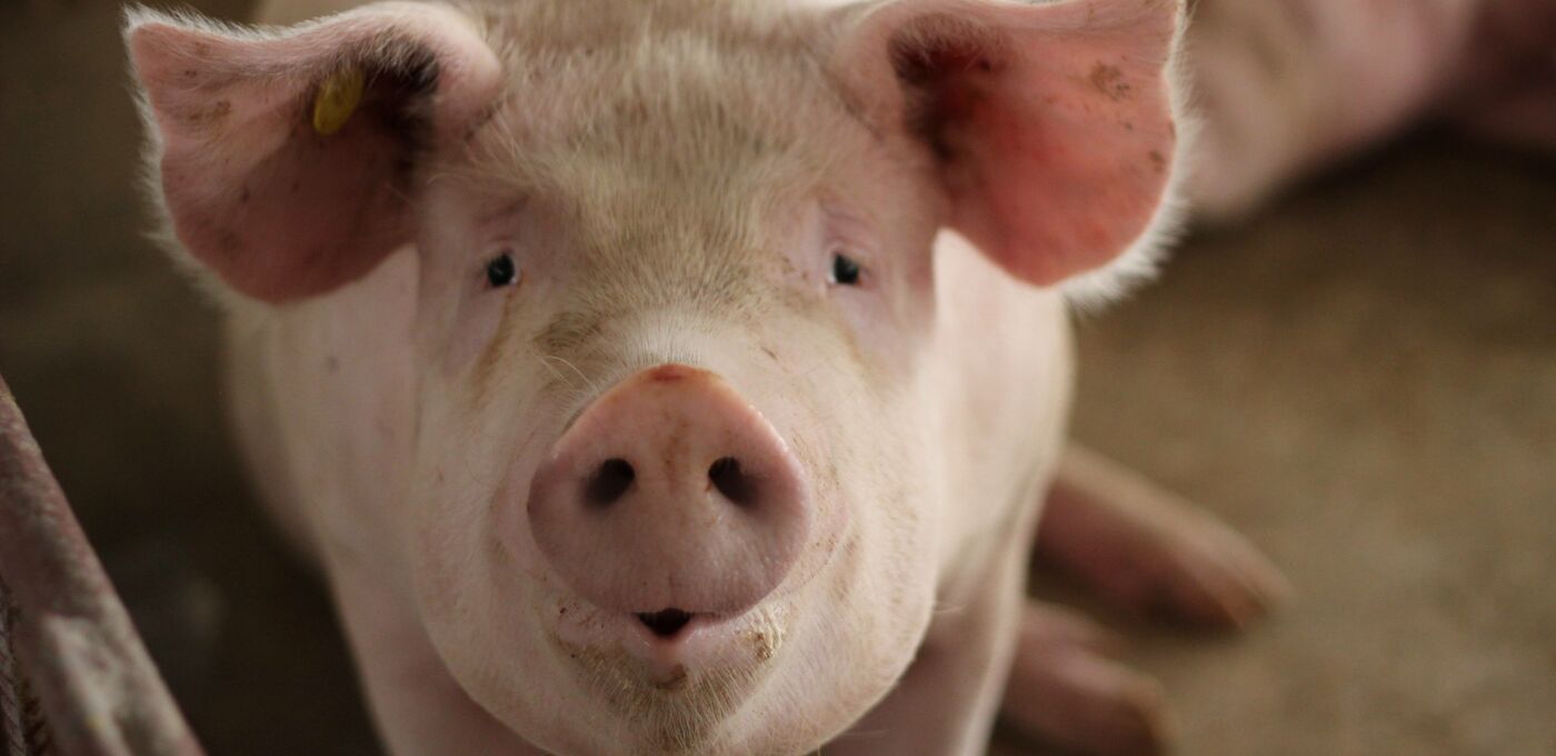 Schwein