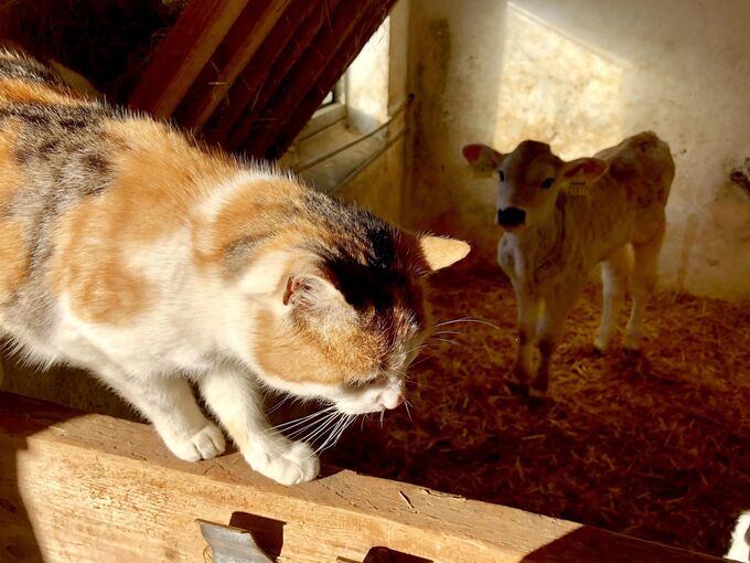 Katze im Stall