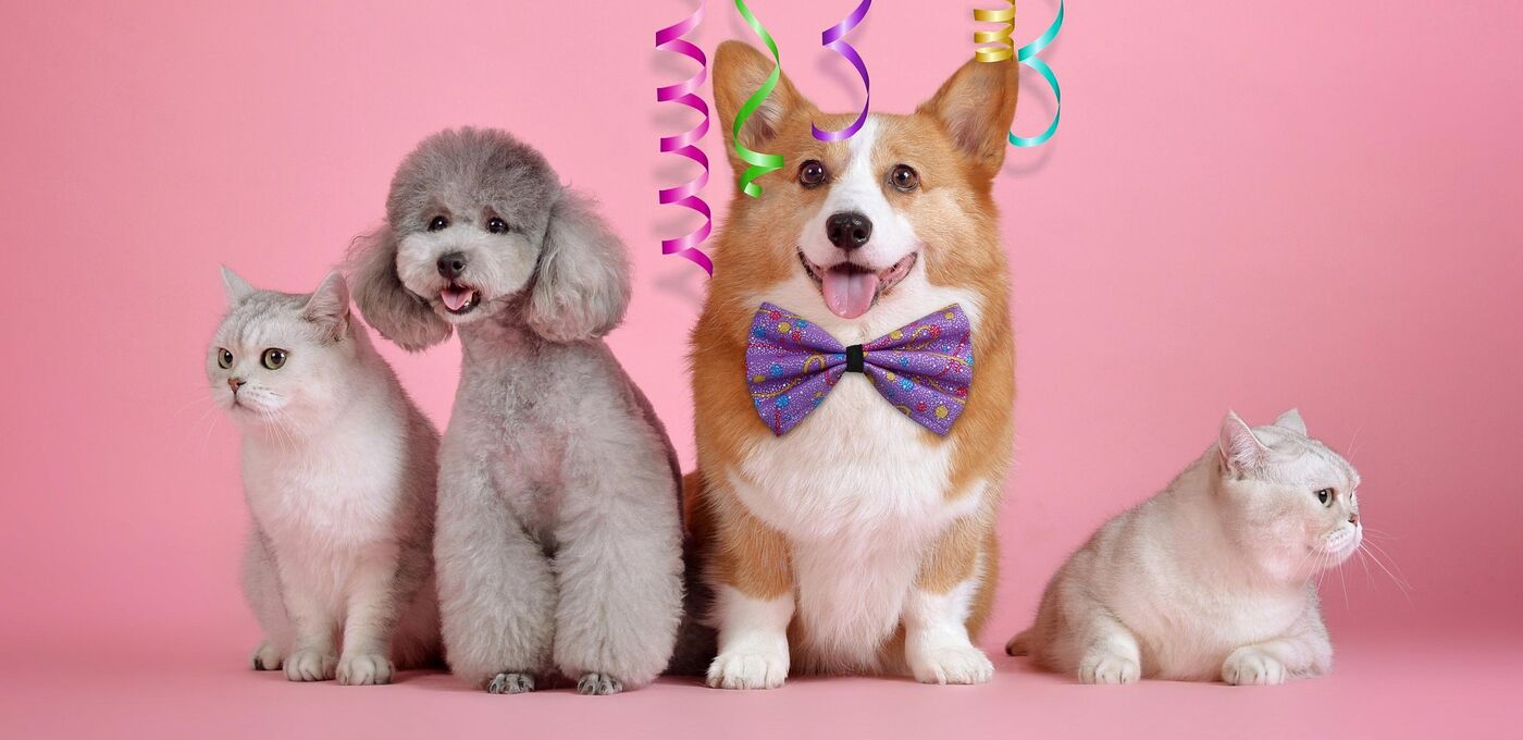 Haustiere und Karneval