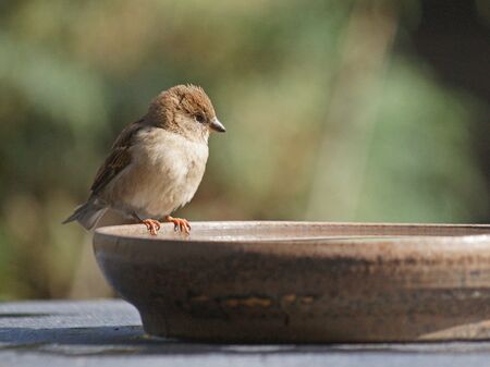 Spatz Wasserschale
