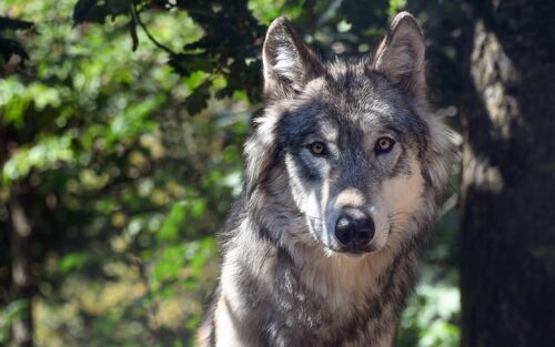 Wolf im Wald