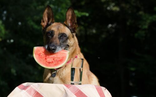 Schäferhund mit Melone