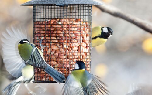 Vogelfütterung