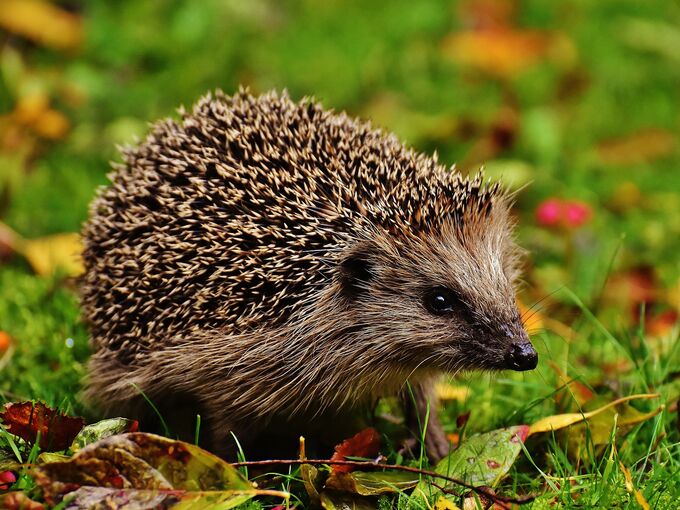 Igel