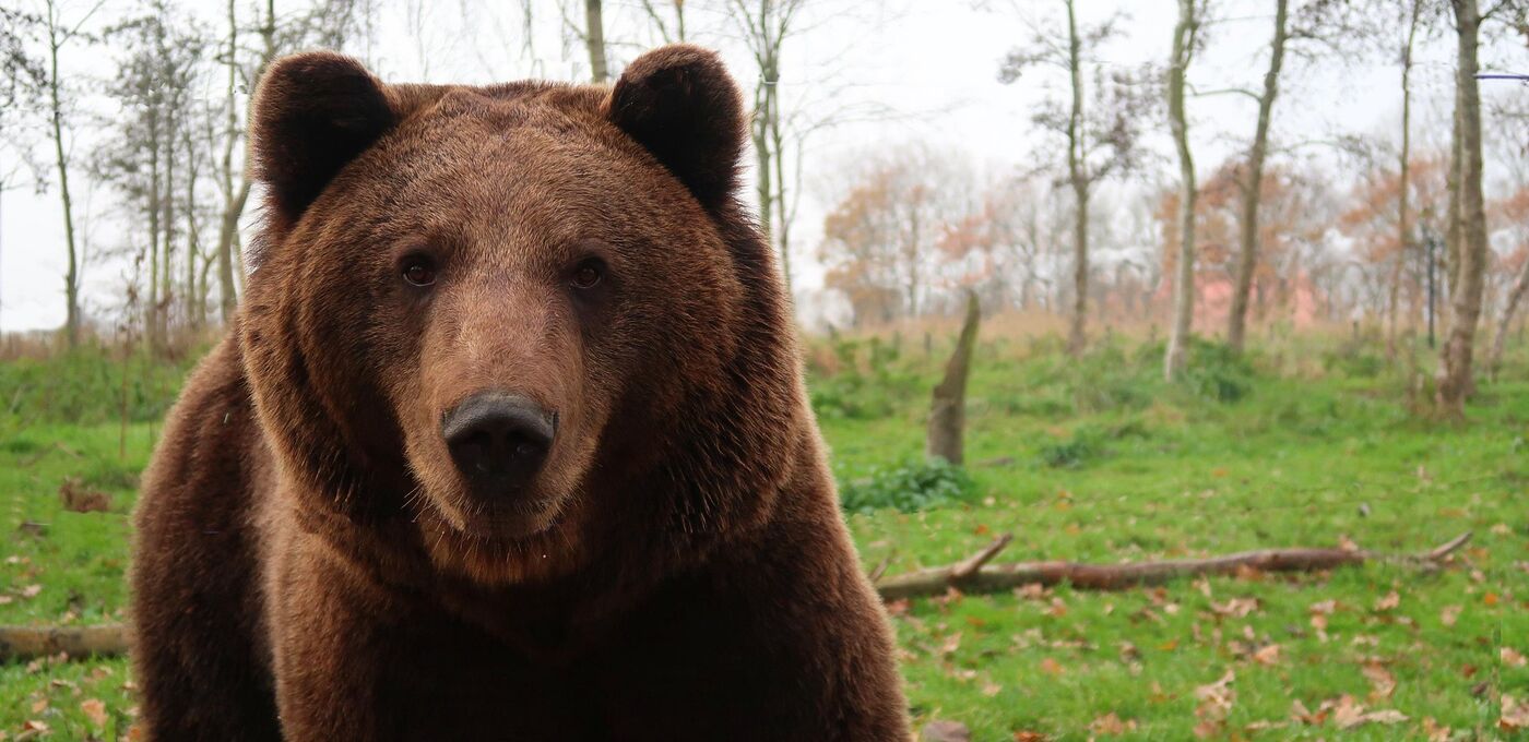 Braunbär