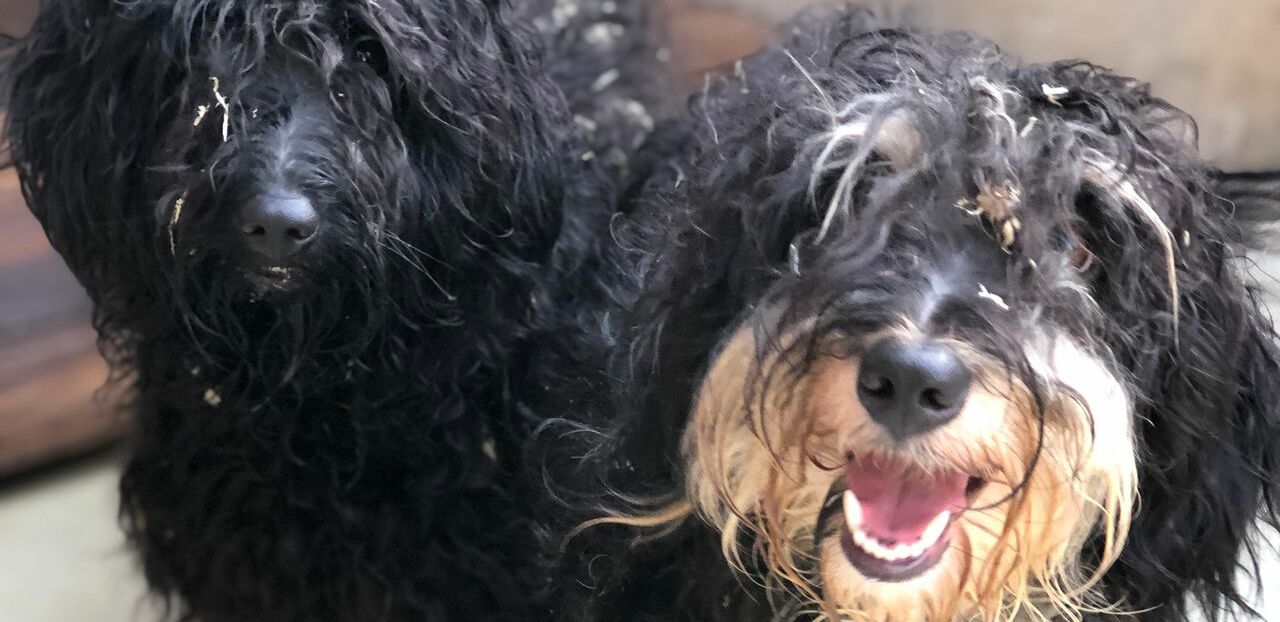 verwahrloste Hunde