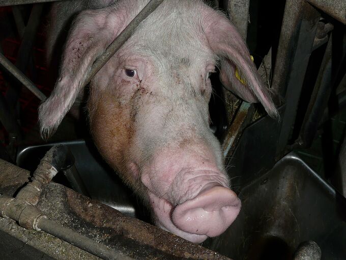 Schwein im Stall