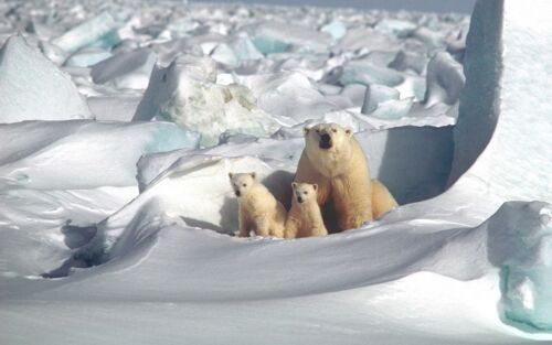Eisbärfamilie
