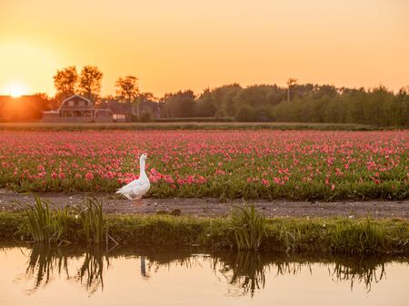 Tulpenfeld mit Gans