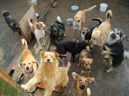Viele Hunde