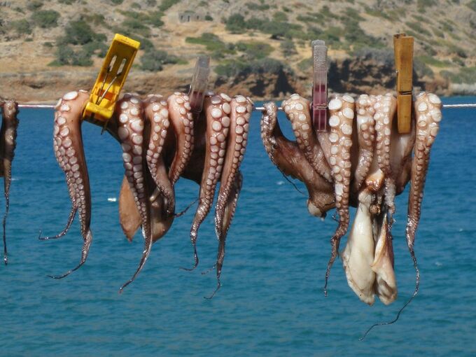 Oktopusse auf Kreta