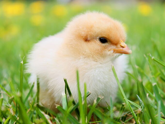 Küken im Grass