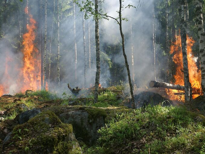 Waldbrand