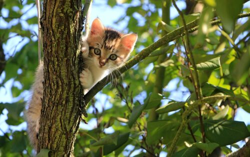 Kleine Katze auf Baum