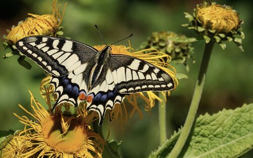 Schwalbenschwanz Schmetterling