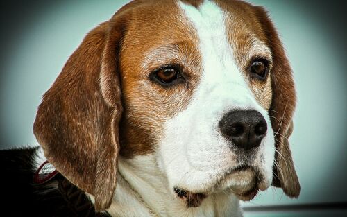 Laborhund Beagle