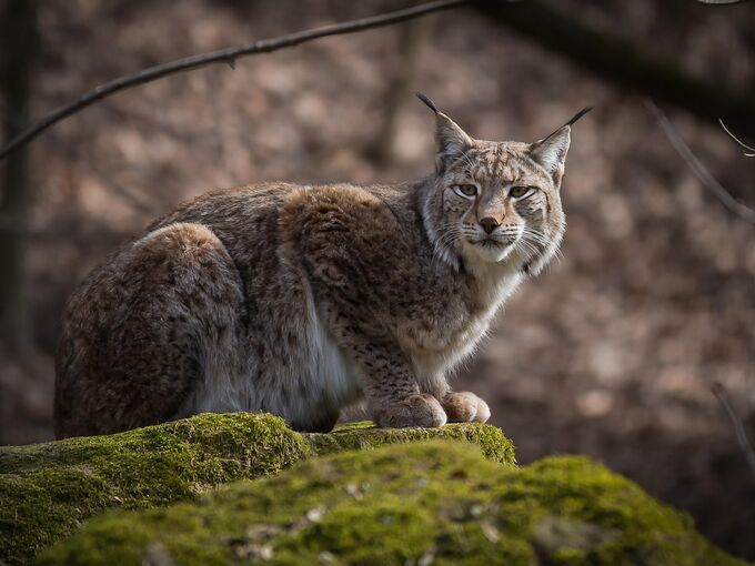 Luchs