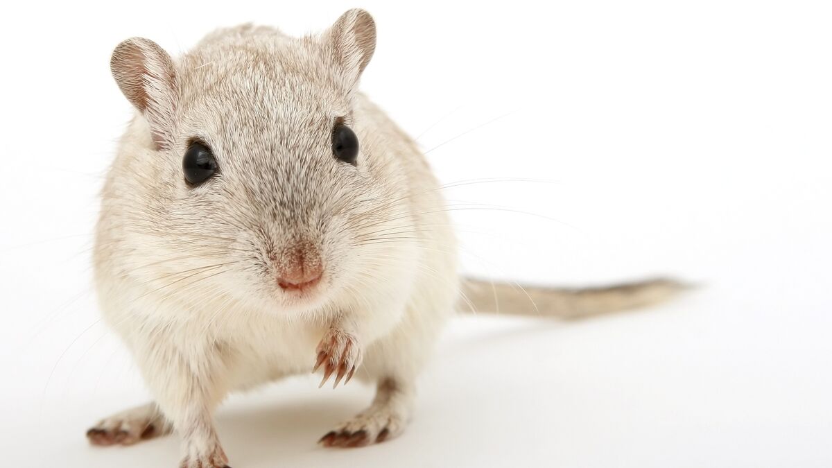 Weiße Maus