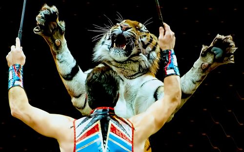 Tiger in der Manege mit Dompteur