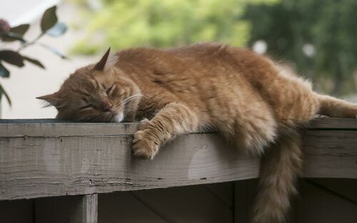 Dicke Katze auf Terrasse