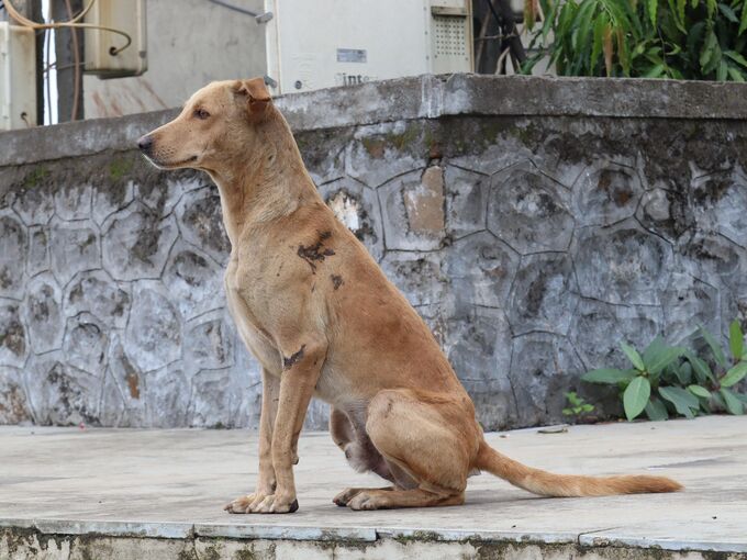 Straßenhund