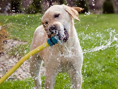 Hund mit Wasserschlauch