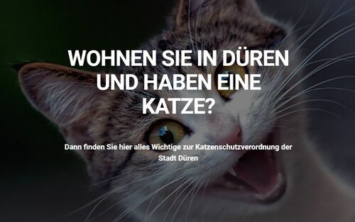 Website der Katzenschutzverordnung Düren