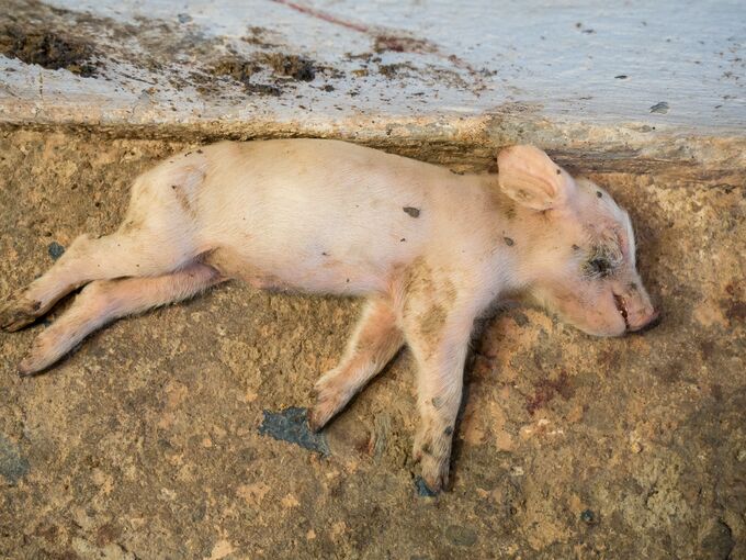 Getötetes Ferkel
