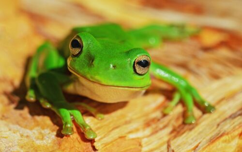 Kleiner grüner Frosch