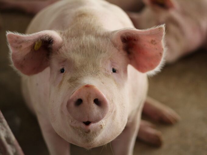 Schwein