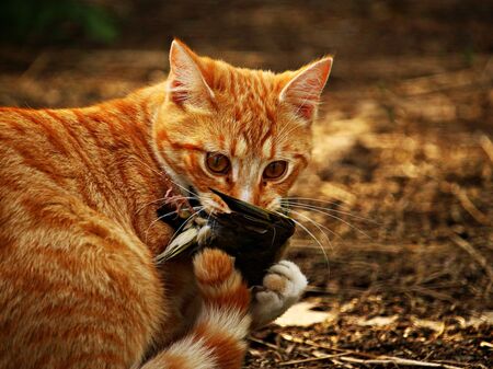 Katze mit totem Vogel