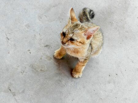Straßenkatze Kitten