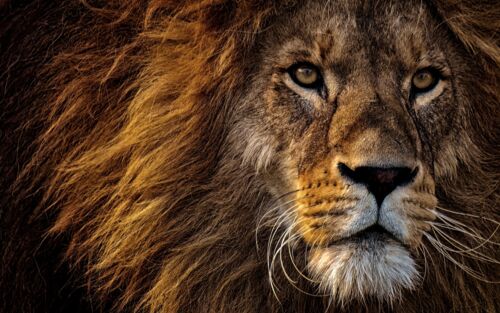 König der Tiere, Löwe