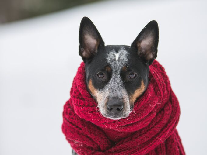Hund mit Schal