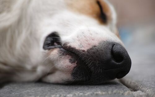 Hund liegt auf Straße