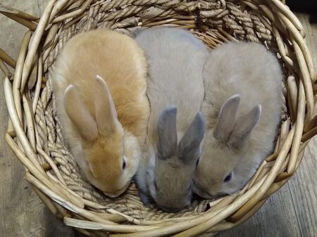 Kaninchen im Korb