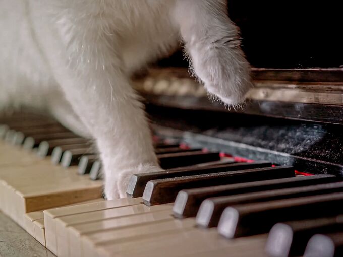 Katze auf Klavier