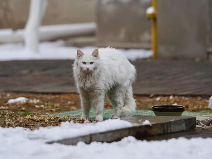 Straßenkatze im Winter